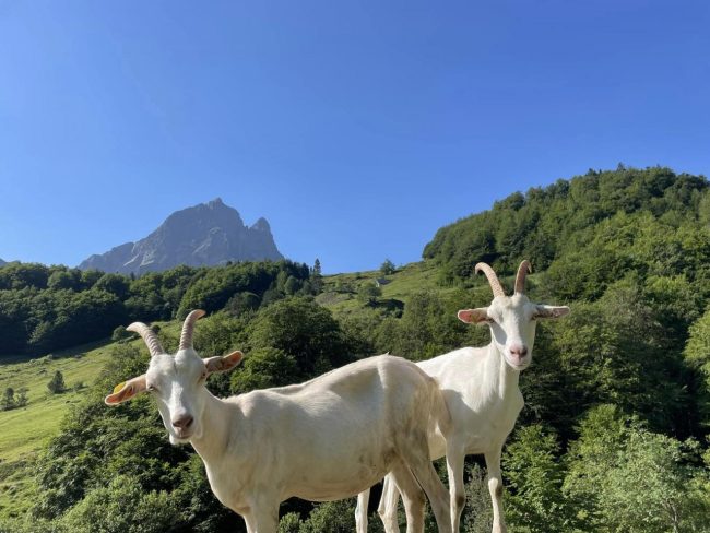 Discovery of goat milking